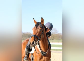 Rheinländer, Stute, 9 Jahre, 170 cm, Brauner