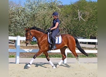 Rheinländer, Stute, 9 Jahre, 170 cm, Brauner