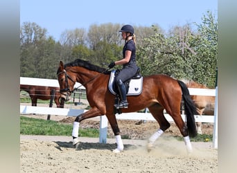 Rheinländer, Stute, 9 Jahre, 170 cm, Brauner