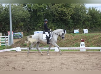 Rheinländer, Stute, 9 Jahre, 172 cm, Schimmel