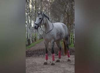 Rheinländer, Stute, 9 Jahre, Fliegenschimmel