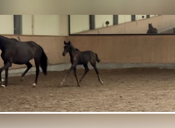 Rheinländer, Stute, Fohlen (05/2026), Schwarzbrauner