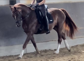 Rheinländer, Wallach, 10 Jahre, 162 cm, Fuchs