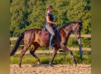 Rheinländer, Wallach, 10 Jahre, 166 cm, Dunkelbrauner