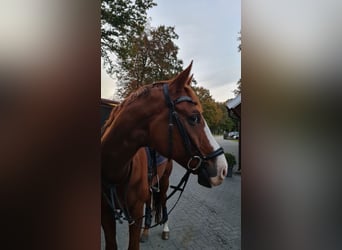 Rheinländer, Wallach, 10 Jahre, 169 cm, Fuchs