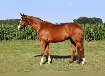 Rheinländer, Wallach, 10 Jahre, 169 cm, Fuchs