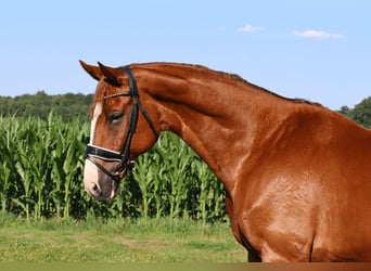 Rheinländer, Wallach, 10 Jahre, 169 cm, Fuchs