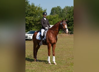 Rheinländer, Wallach, 10 Jahre, 169 cm, Fuchs