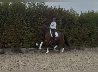 Rheinländer, Wallach, 10 Jahre, 172 cm, Brauner