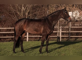 Rheinländer, Wallach, 10 Jahre, 174 cm, Dunkelbrauner