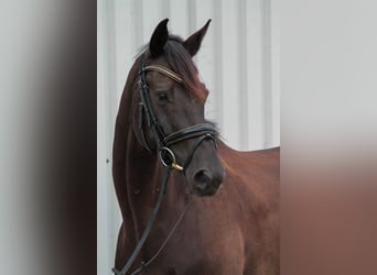 Rheinländer, Wallach, 11 Jahre, 168 cm
