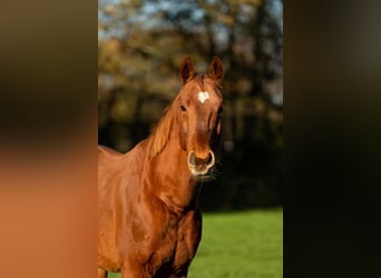 Rheinländer, Wallach, 11 Jahre, 169 cm, Fuchs