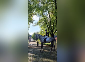 Rheinländer, Wallach, 11 Jahre, 170 cm, Apfelschimmel