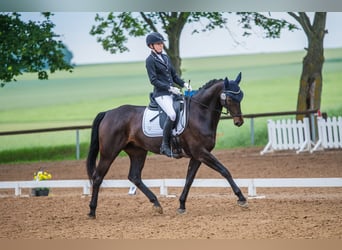 Rheinländer, Wallach, 11 Jahre, 170 cm