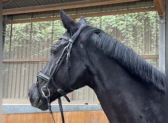 Rheinländer, Wallach, 11 Jahre, 170 cm, Rappe