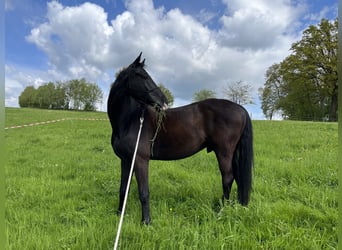 Rheinländer, Wallach, 11 Jahre, 170 cm, Rappe