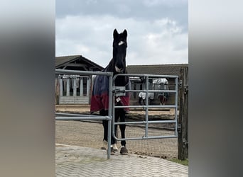 Rheinländer, Wallach, 11 Jahre, 170 cm, Rappe