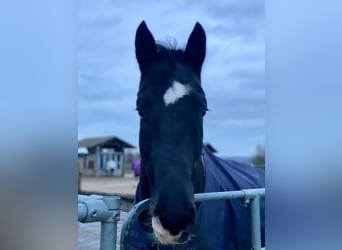Rheinländer, Wallach, 11 Jahre, 170 cm, Rappe