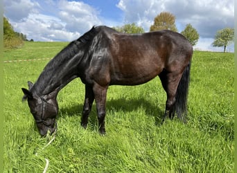 Rheinländer, Wallach, 11 Jahre, 170 cm, Rappe