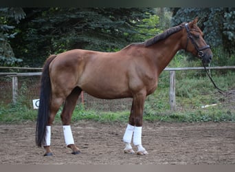 Rheinländer, Wallach, 11 Jahre, 172 cm, Fuchs