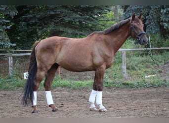 Rheinländer, Wallach, 11 Jahre, 172 cm, Fuchs