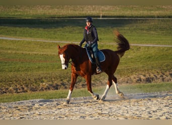 Rheinländer, Wallach, 11 Jahre, 175 cm, Fuchs