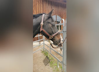 Rheinländer, Wallach, 12 Jahre, 162 cm, Dunkelbrauner