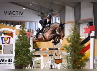 Rheinländer, Wallach, 12 Jahre, 168 cm, Brauner