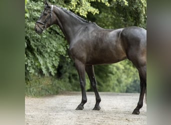 Rheinländer, Wallach, 12 Jahre, 170 cm, Dunkelbrauner