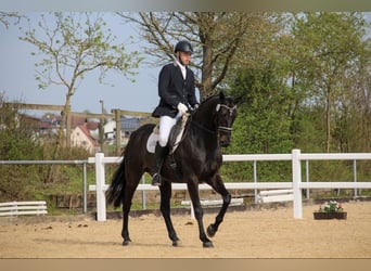 Rheinländer, Wallach, 12 Jahre, 170 cm, Dunkelbrauner