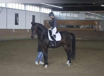 Rheinländer, Wallach, 12 Jahre, 170 cm, Dunkelbrauner