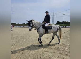 Rheinländer, Wallach, 12 Jahre, 170 cm, Fliegenschimmel