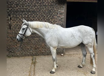 Rheinländer, Wallach, 12 Jahre, 170 cm, Schimmel