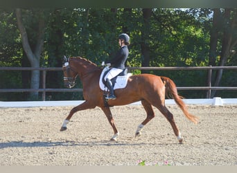 Rheinländer, Wallach, 12 Jahre, 171 cm, Fuchs