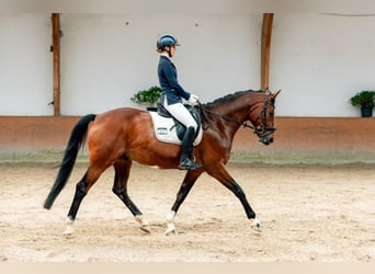 Rheinländer, Wallach, 12 Jahre, 174 cm, Dunkelbrauner