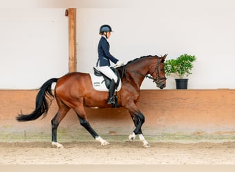 Rheinländer, Wallach, 12 Jahre, 174 cm, Dunkelbrauner