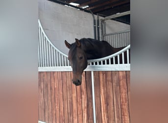 Rheinländer, Wallach, 12 Jahre, 175 cm, Brauner