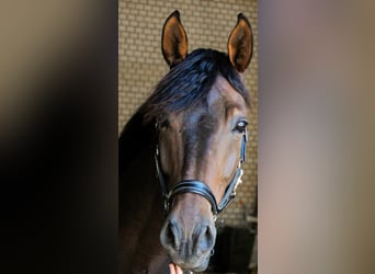 Rheinländer, Wallach, 12 Jahre, 175 cm, Brauner