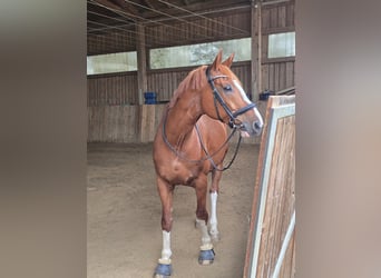 Rheinländer, Wallach, 12 Jahre, 175 cm, Fuchs