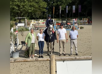 Rheinländer, Wallach, 12 Jahre, 175 cm, Schimmel