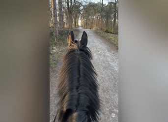 Rheinländer, Wallach, 12 Jahre, 180 cm, Rappe