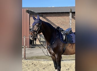 Rheinländer, Wallach, 12 Jahre, Brauner