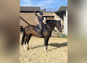 Rheinländer, Wallach, 12 Jahre, Brauner