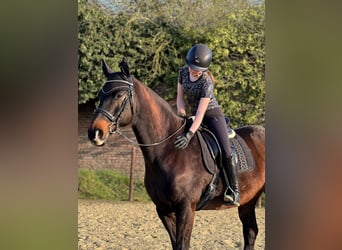 Rheinländer, Wallach, 12 Jahre, Brauner