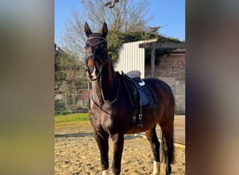 Rheinländer, Wallach, 12 Jahre, Brauner