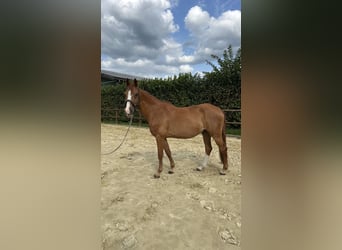 Rheinländer, Wallach, 13 Jahre, 165 cm, Dunkelfuchs