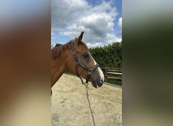 Rheinländer, Wallach, 13 Jahre, 165 cm, Dunkelfuchs