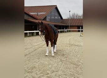 Rheinländer, Wallach, 13 Jahre, 166 cm, Brauner