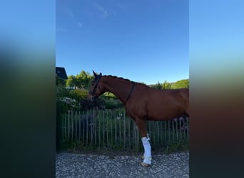 Rheinländer, Wallach, 13 Jahre, 167 cm, Dunkelfuchs