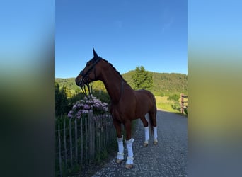 Rheinländer, Wallach, 13 Jahre, 167 cm, Dunkelfuchs